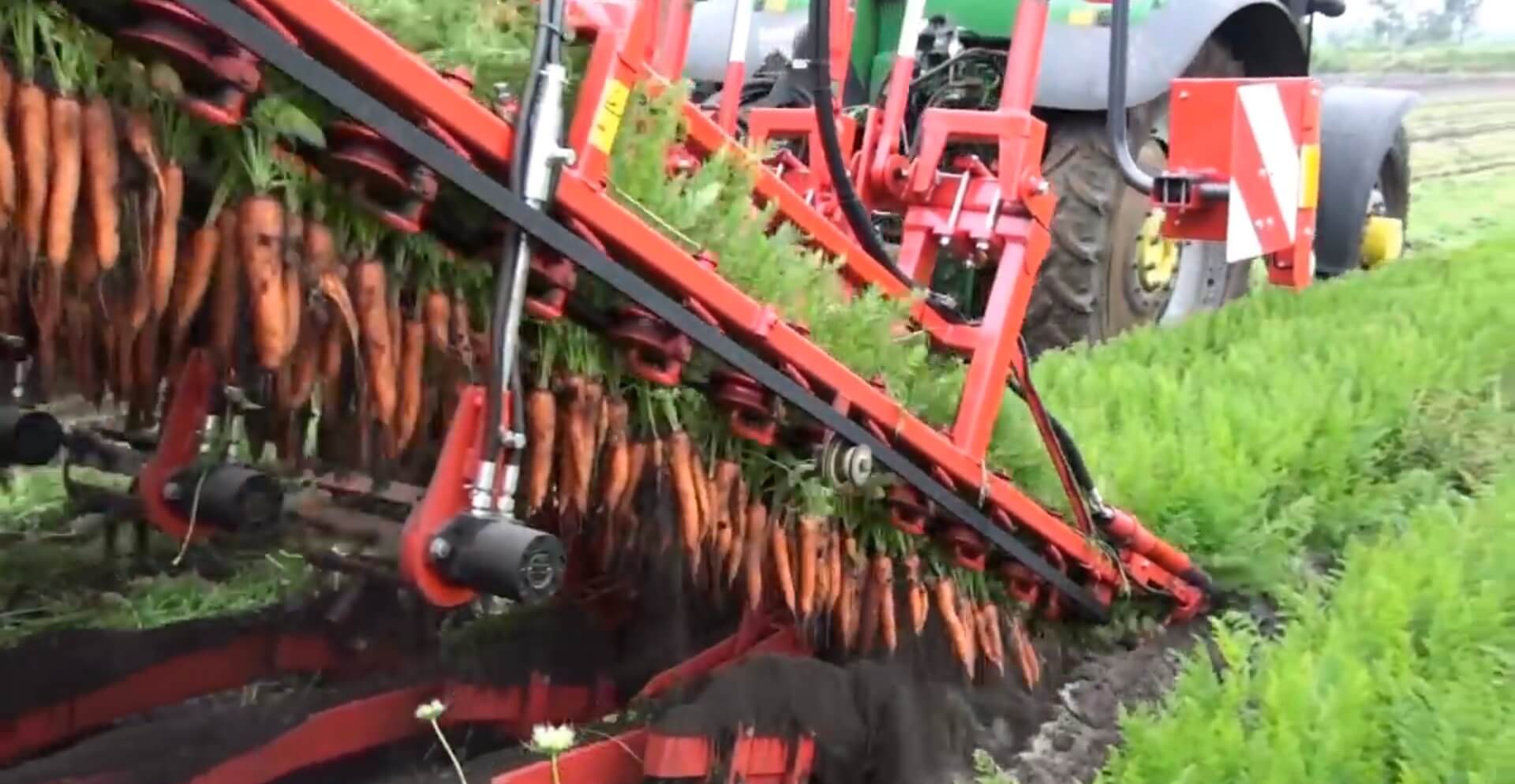 Carrot harvester and separator
