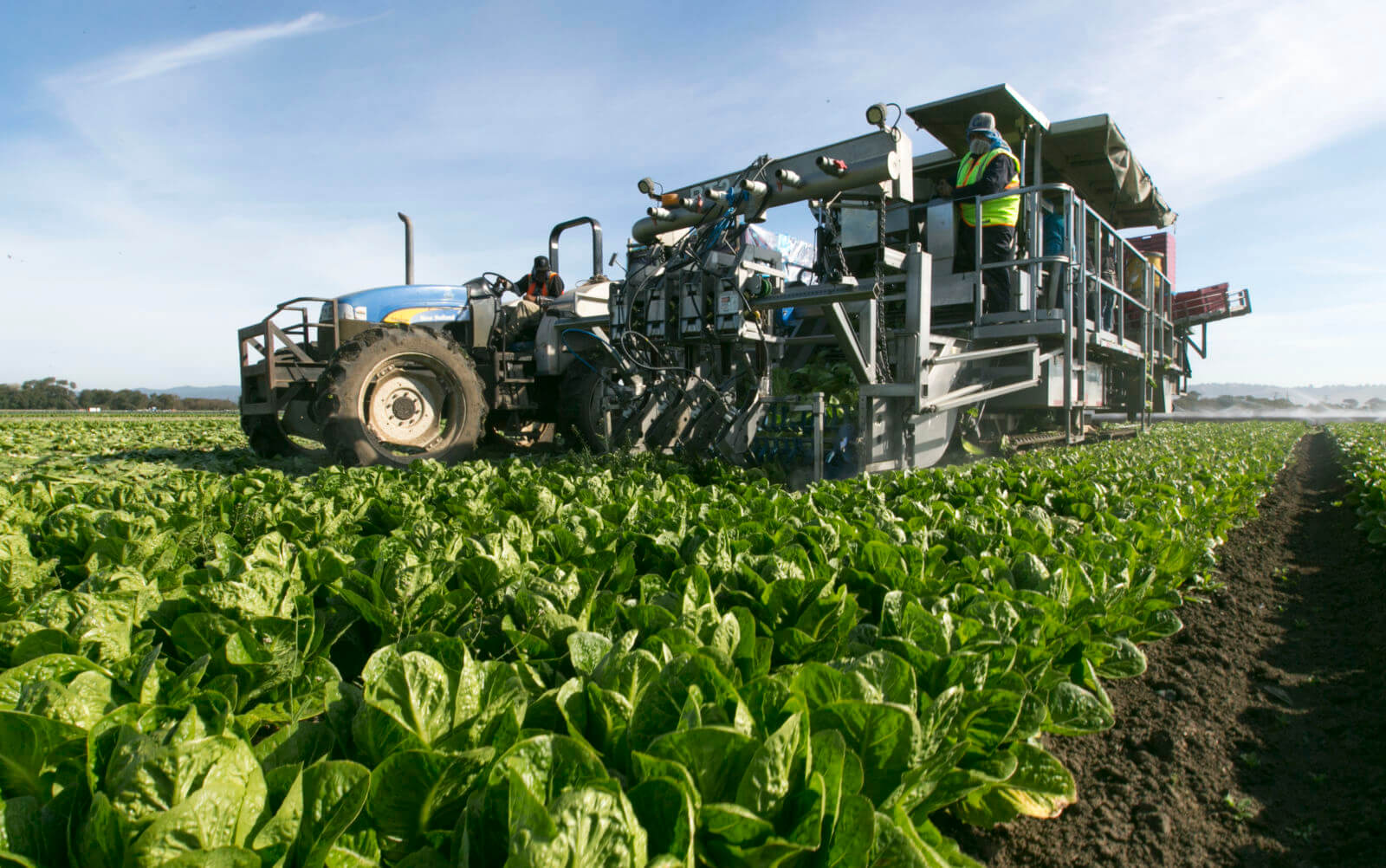 Robotic lettuce harvester