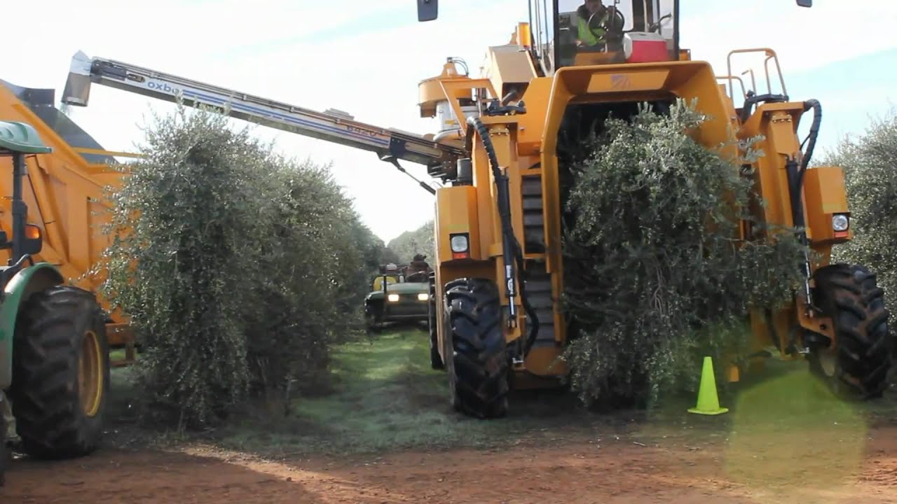 Olive Harvester
